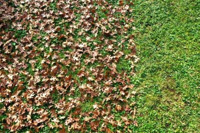 Clean Lawn After Leaf Removal